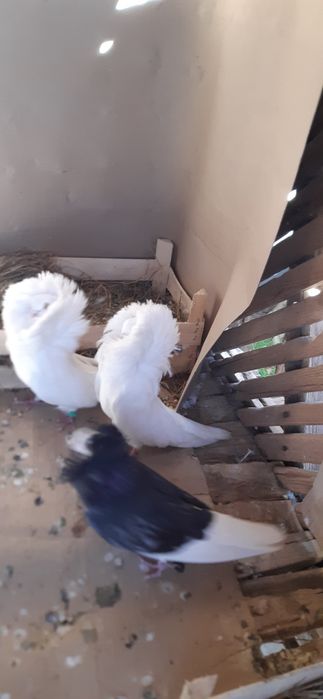 Porumbei zburatori,jucatori,misirli si maria stuard.