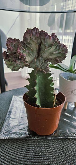 Суккулент Эуфорбия Lactea Cristata