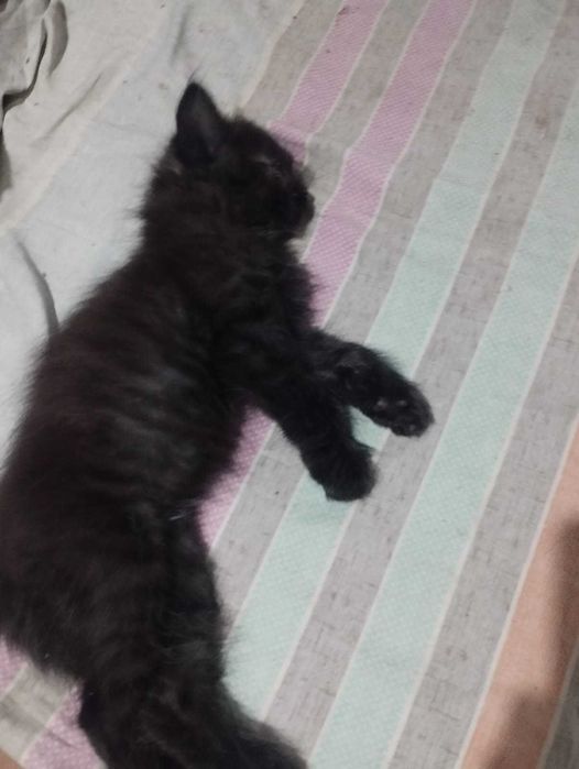 Отдам котят в хорошие руки
