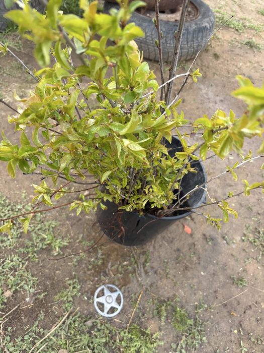 Вишня рассада по 400 тен