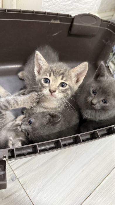 Котятки в добрые ручки