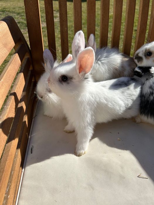 Iepurasi pitici cu ochi albastri