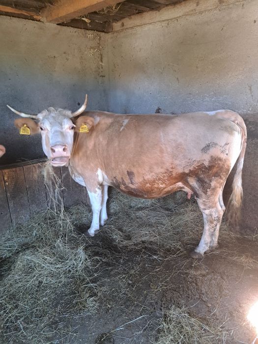 De vânzare doua vaci ,tinere, detalii la 0754652785