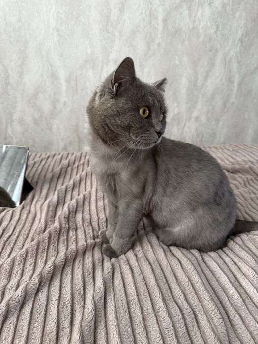 Отдам кошку в хорошие руки
