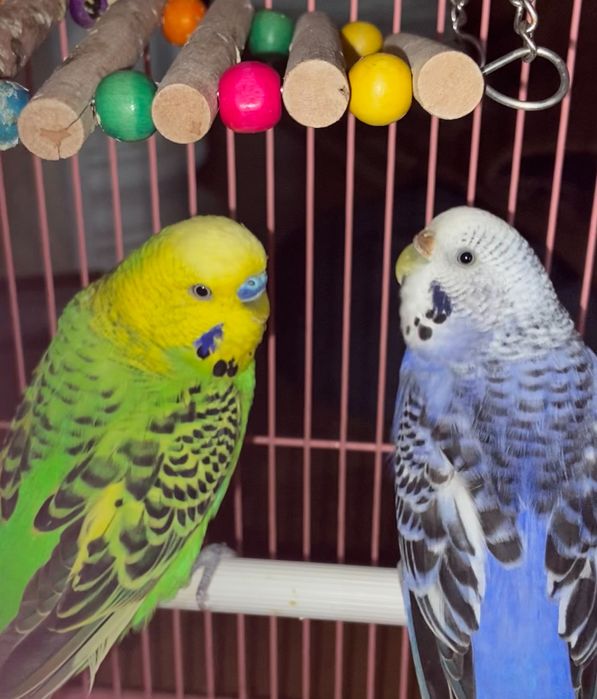 Папугай волнистый