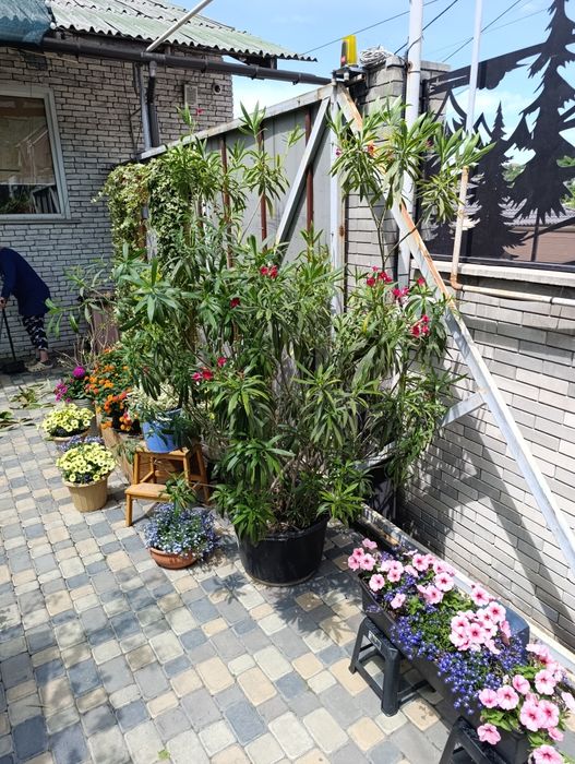 Растение (куст)  Олеандр.