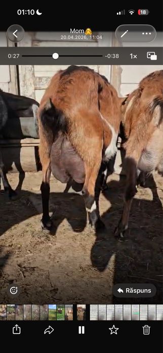 Tapi alpini  francezi