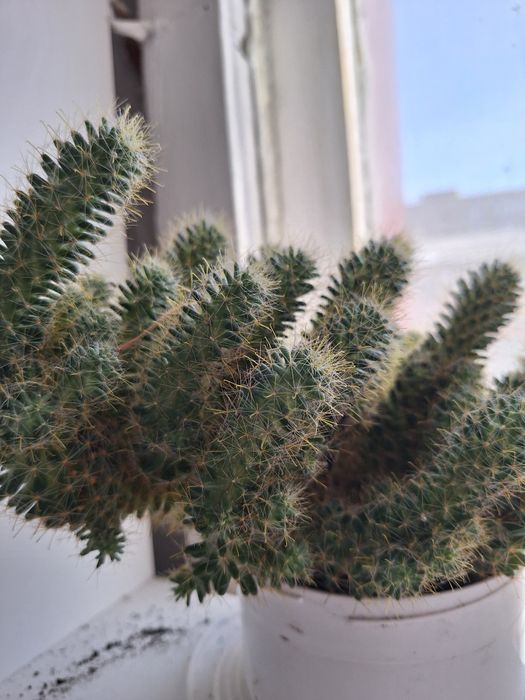 Кактусы коллекция необычные