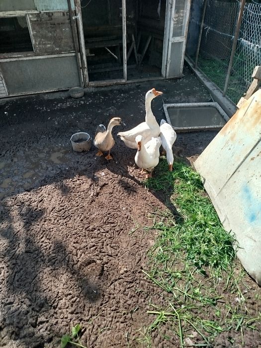 Гусиные яйца на инкубацию