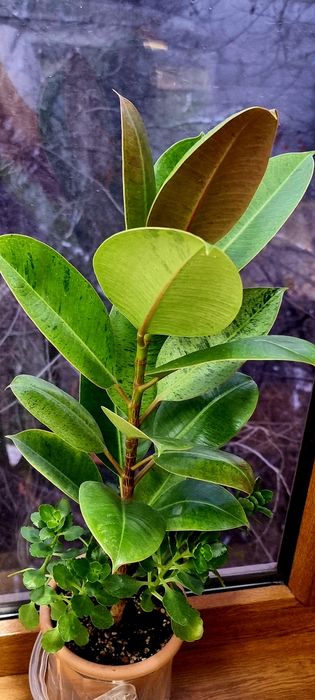 Цветы комнатные от 2500