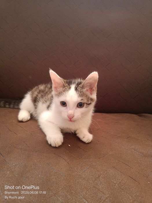 Три котенка для Форестера Черный - мальчик, остальные две - девочки.