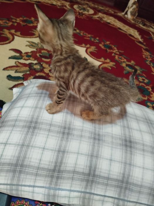 Ona bola mushuklar