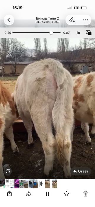 Таналар сатылады