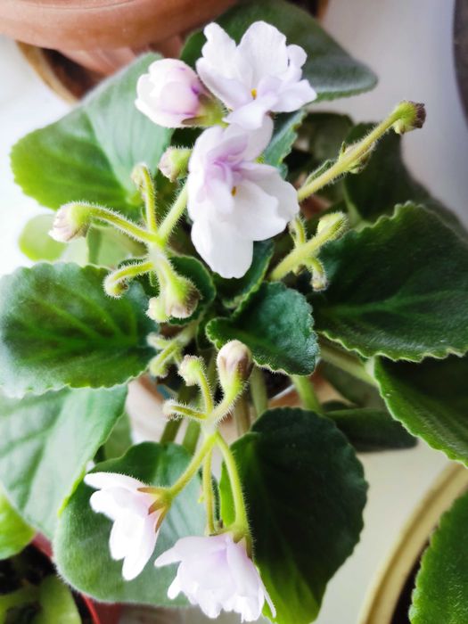 Продам цветок фиалку