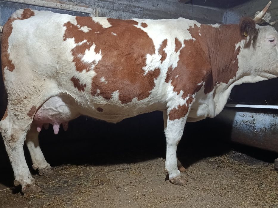 Vând vițică frumoasă