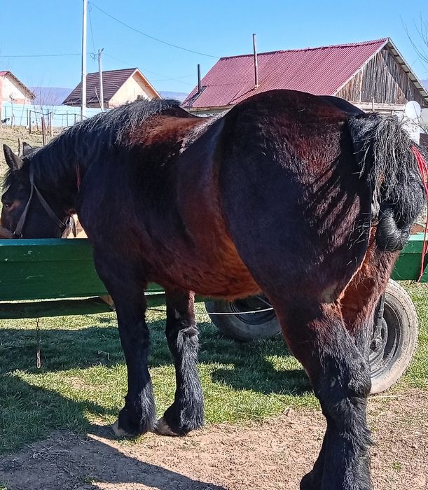 Vând mânză pentru pretențioși