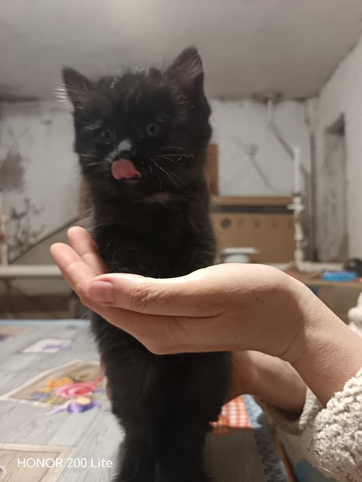 Котята в добрые ручки 2 котёнка