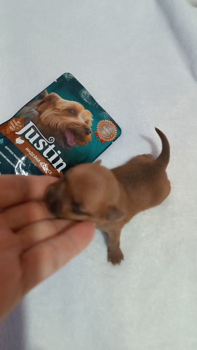 Бронь на мини щенка.