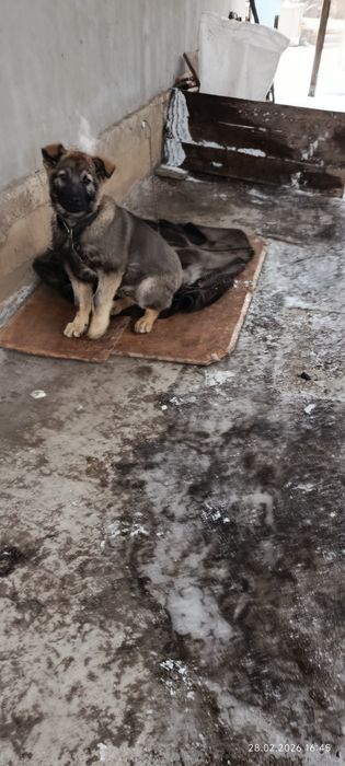 Вео овчарка щенок