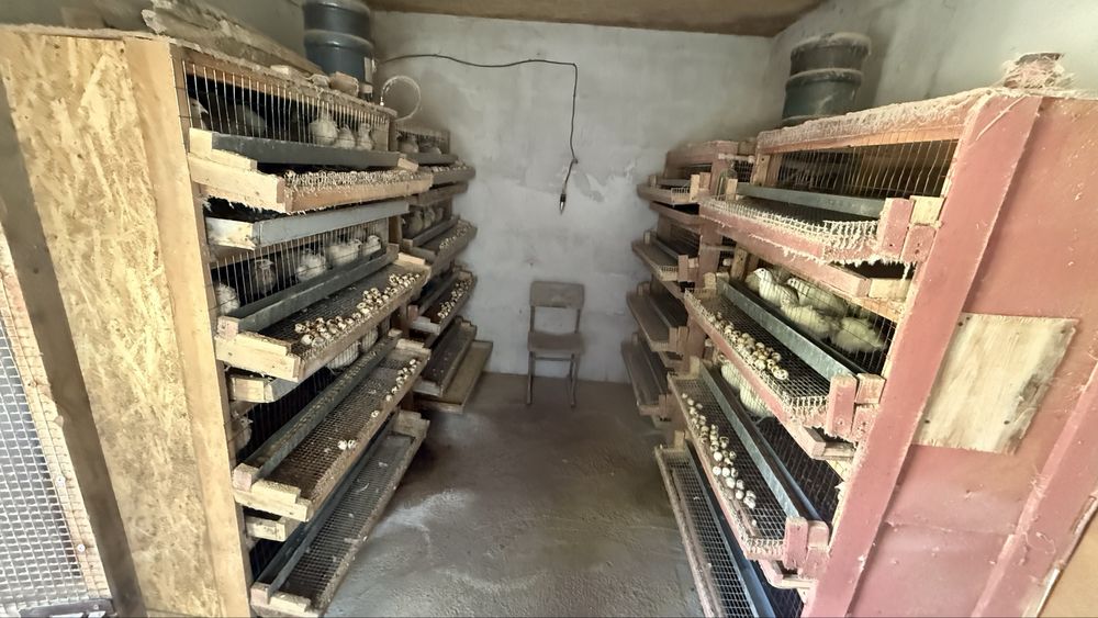 Продам перепелов