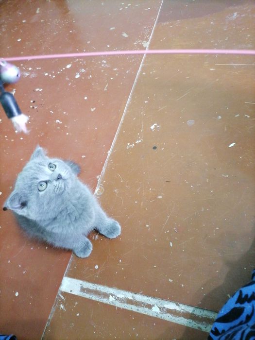 Продаётся котёнок