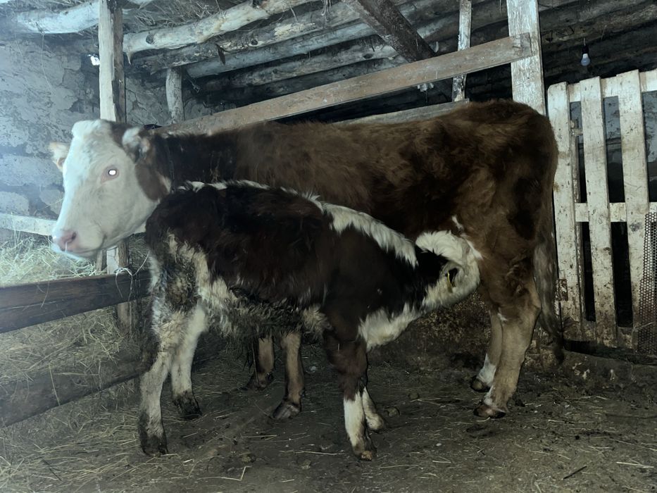 Продам Бычка белоголовая