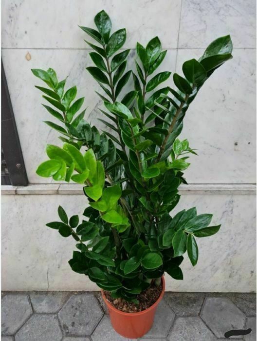 Продам комнатные цветы