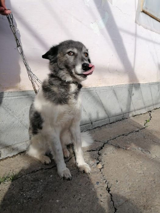 Собачки в добрые руки!