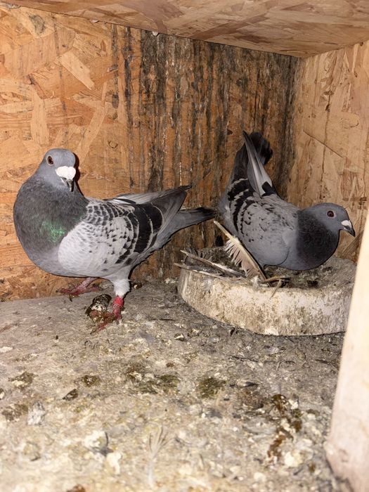 Vand o pereche de porumebi