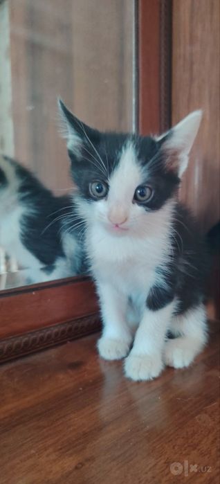 Mushuklar beriladi