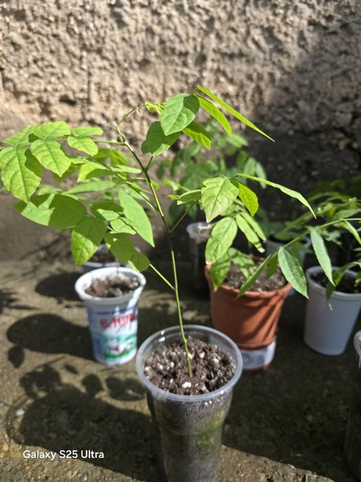 Глициния (вистерия)