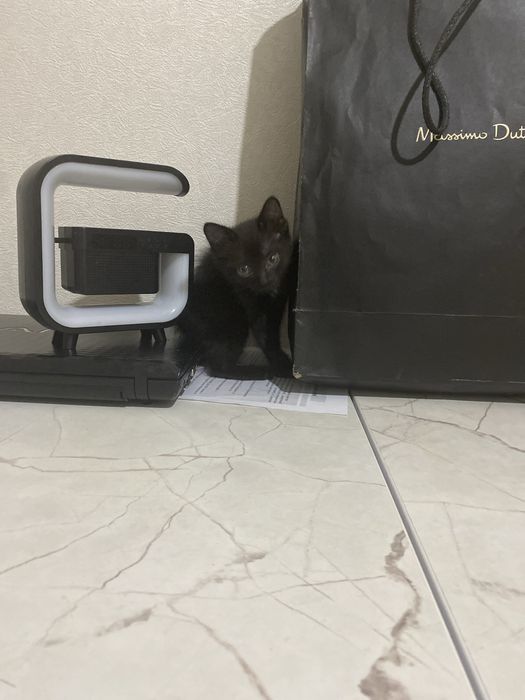 Отдам милого котенка