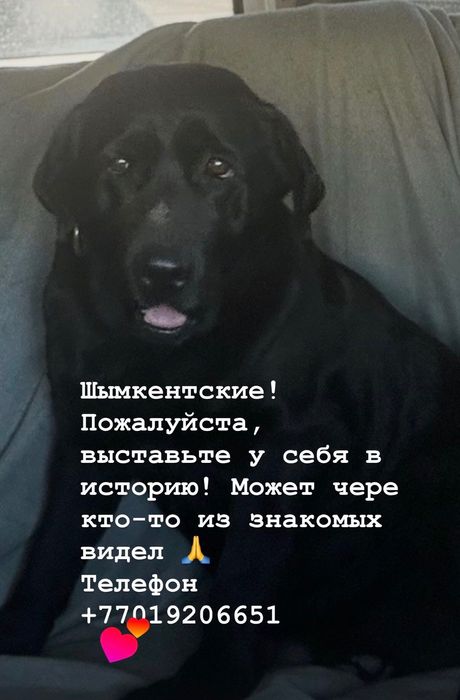 Пропал лабрадор , девочка, черная