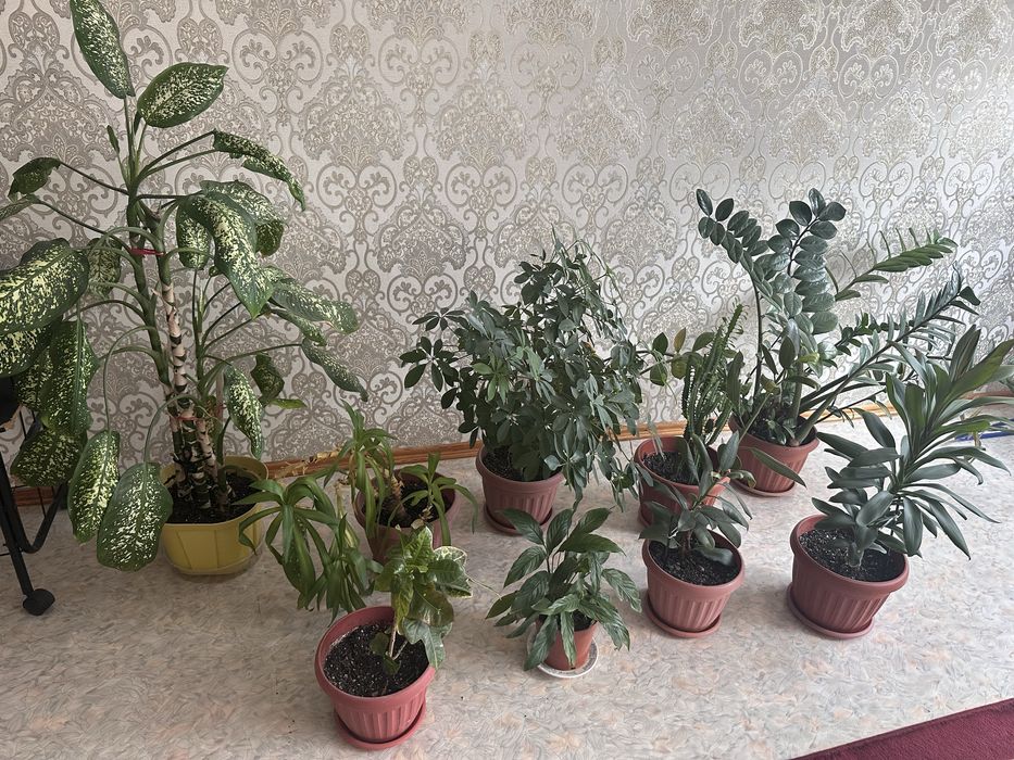 Домашние цветы большие