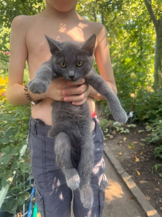 Отдам милых котят в добрые руки.