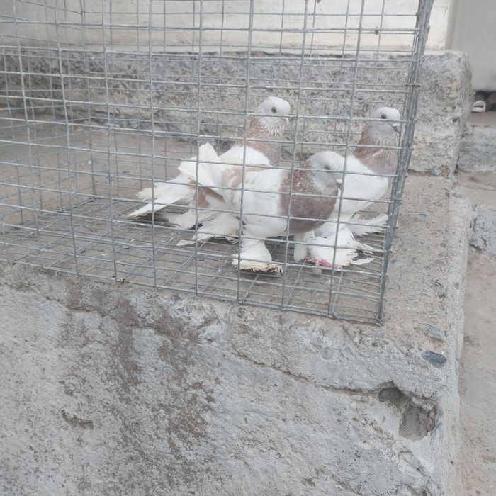 Сирени 2самец 1 самка лет с игрой сталбом