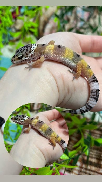 Гекконы эублефары (ящерица)