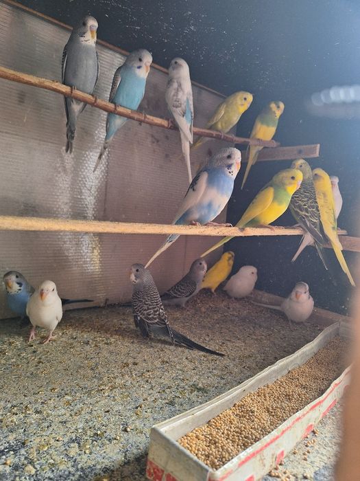 Vand papagali perusi