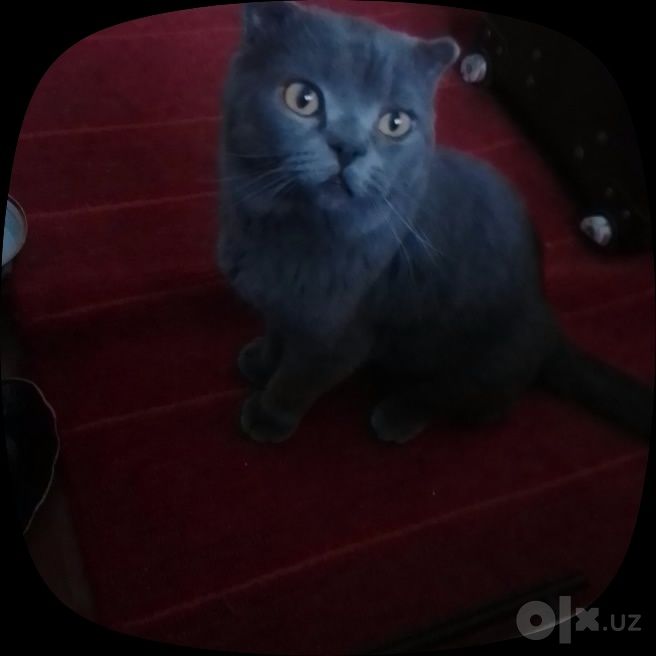 British Shorthair mushuk