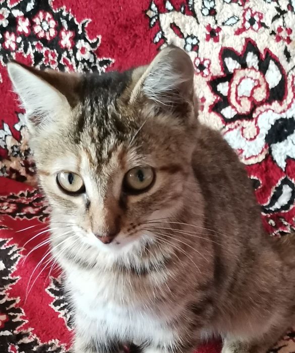 Котенок в добрые руки