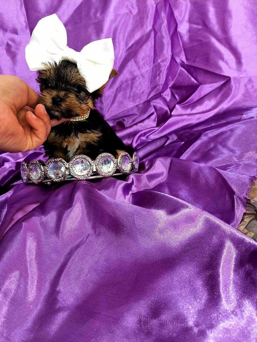 Йоркширски териер мини