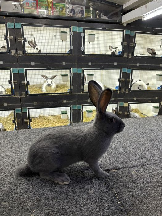 Urias Pestrit German Albastru