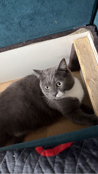 Отдам кота и кошку только вместе