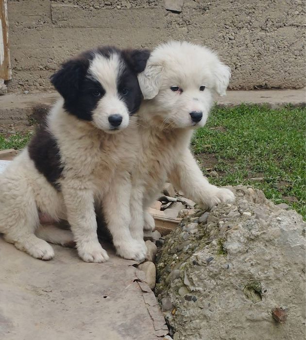 Metis ciobanesc de adoptie