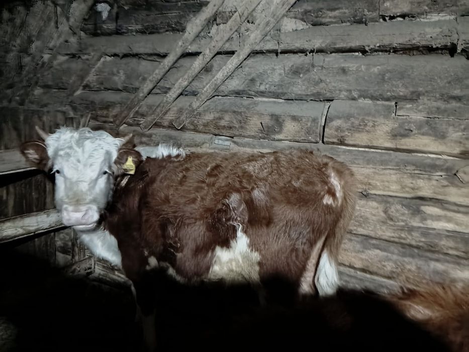 Бұқа саталды 350000 тг