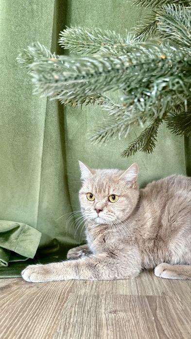 Котик Лилуша ищет семью