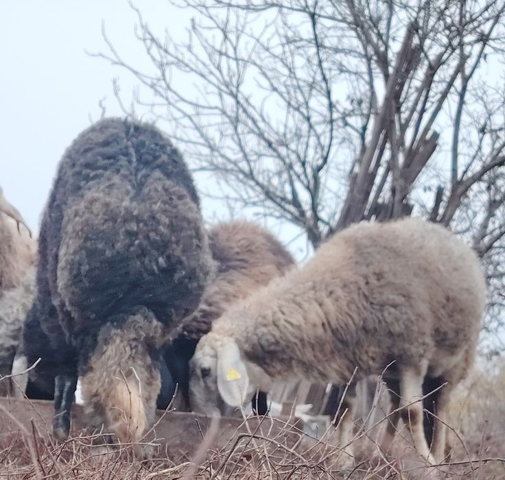 Oi caracul de Botoșani