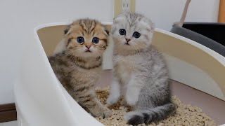 Вислоухие Котятки••