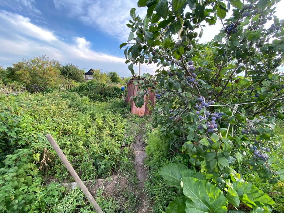 Дача в обществе "Алма"