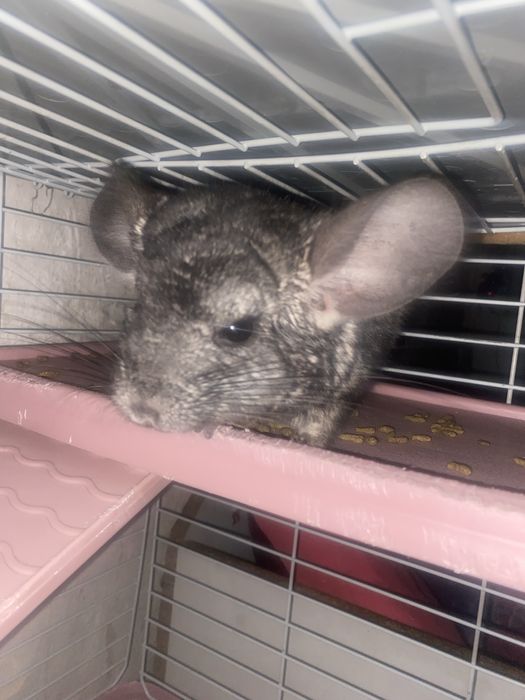 Срочно продам шиншилл